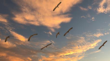 Majestic Birds Soaring Through a Vibrant Sky wallpaper