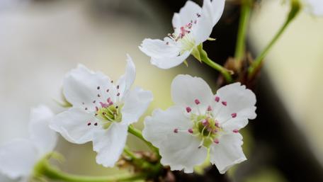 flower wallpaper