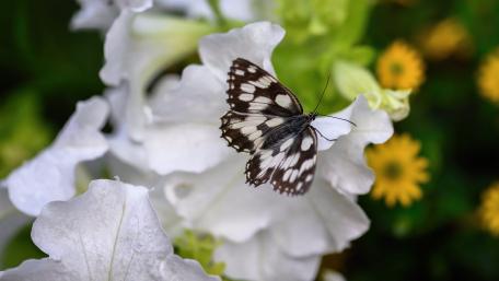 Delicate Butterfly Among Blossoms in Nature's Beauty wallpaper