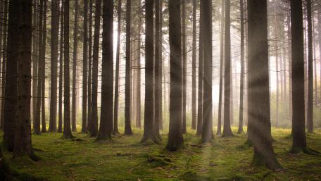 Mystical Forest with Sunlight Beaming Through Trees wallpaper