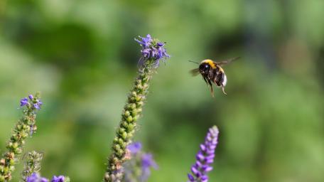 Bumblebee in Flight Among Vibrant Flowers wallpaper