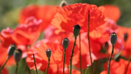 Vibrant Poppy Field in Bloom wallpaper
