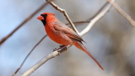 Vibrant Cardinal Perched on a Branch wallpaper