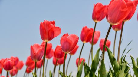 Vibrant Pink Tulips Blooming in Spring Sunlight wallpaper