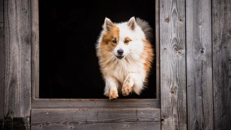 Playful Dog Leaping from a Wooden Doorway wallpaper