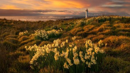 Serenity of Flowers and Lighthouse Beauty wallpaper