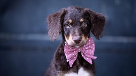 Adorable Puppy in a Bow Tie Wallpaper wallpaper