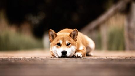 Charming Shiba Inu in Relaxed Pose wallpaper