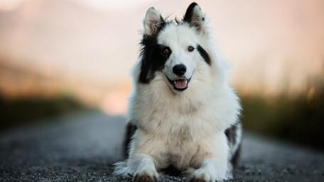 Charming Dog Relaxing in Nature wallpaper