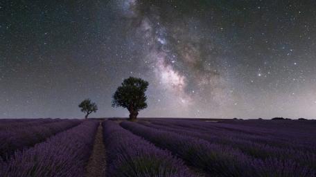 Lavender Fields Under the Milky Way Night Sky wallpaper
