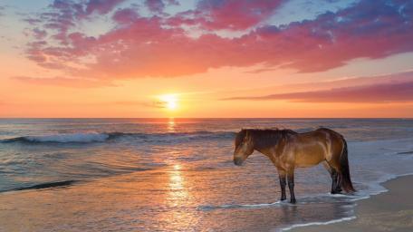 Majestic Horse by the Sunset Shoreline wallpaper