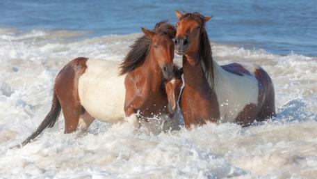 Horses Playfully Splashing in the Waves wallpaper