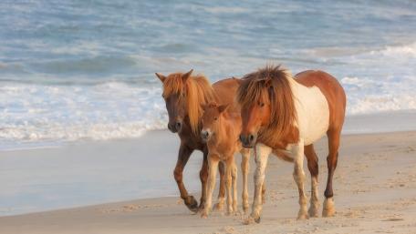 Majestic Horses Walking Along the Shoreline wallpaper