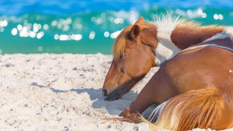Horse wallpaper