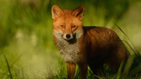 Fox wallpaper