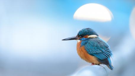 Kingfisher wallpaper