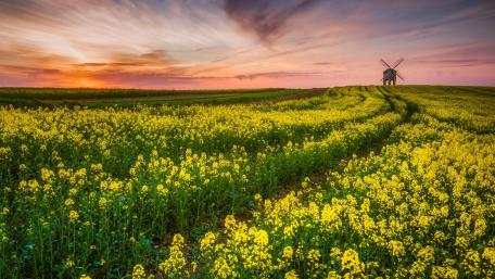 Rapeseed wallpaper