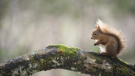 Squirrel wallpaper