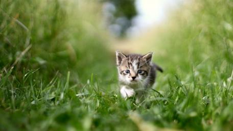 Curious Kitten Exploring the Grass wallpaper