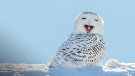 Joyful Snowy Owl in Winter Landscape wallpaper