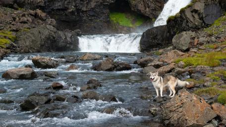 Nature's Serenity with a Playful Companion wallpaper