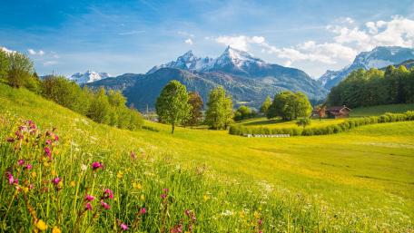 Breathtaking Alpine Meadow Landscapes with Mountains and Flora wallpaper