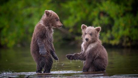 Adorable Bear Cubs Playing in Water wallpaper