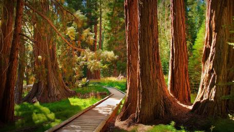 Serene Path Through Majestic Redwood Forest wallpaper