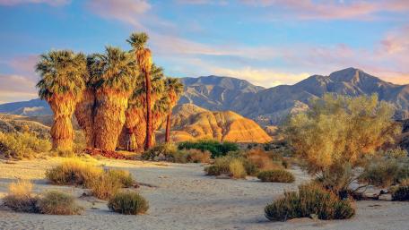 Desert Oasis with Majestic Palms and Mountains wallpaper