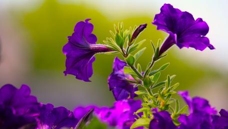 Petunia Flower wallpaper