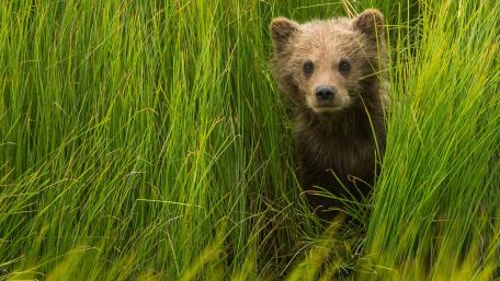 Curious Bear Peeking Through Grass wallpaper