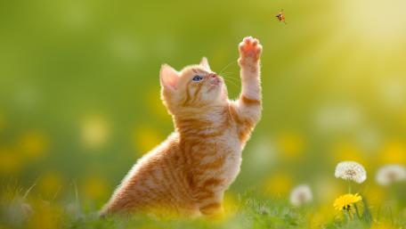 Playful Ginger Kitten Reaches for a Bee wallpaper