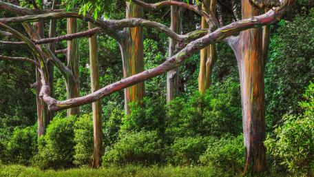 Vibrant Rainbow Eucalyptus Landscape Wallpaper wallpaper