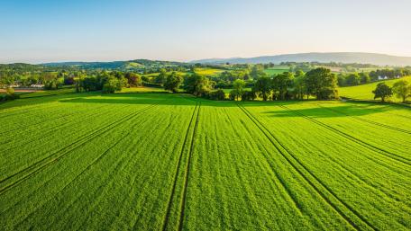 Expansive Green Fields Under a Clear Sky wallpaper