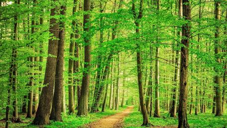 Lush Green Forest Pathway Awaits Adventure wallpaper