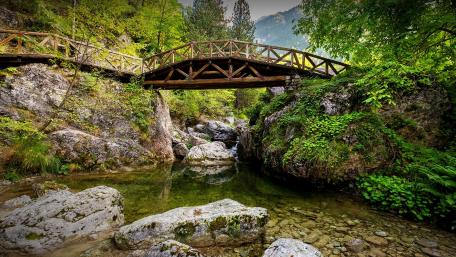 Serene Forest Bridge Over Crystal Clear Water wallpaper