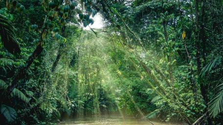 Serene Forest River Illuminated by Sunlight wallpaper