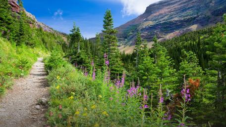Serenity of a Mountain Trail in Blooming Nature wallpaper
