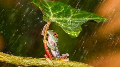 Vibrant Frog Under a Leaf in Rainy Forest wallpaper