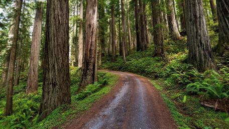 Majestic Forest Pathway in Nature's Embrace wallpaper