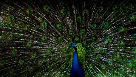 Majestic Peacock Displaying Vibrant Feathers wallpaper