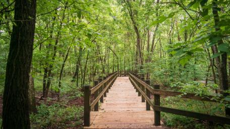 Serene Pathway Through Lush Green Forest wallpaper