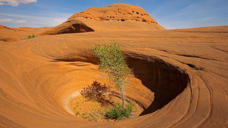 Desert Oasis Amidst Waves of Sand wallpaper