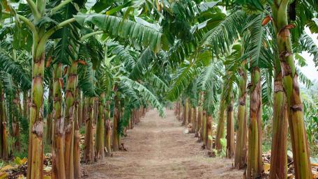 Lush Green Banana Grove Pathway Fills the Senses wallpaper