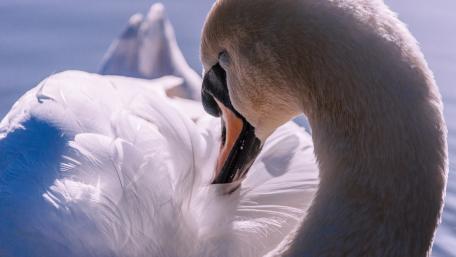 swan wallpaper