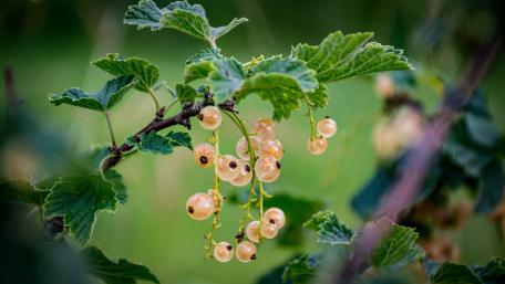 currants wallpaper