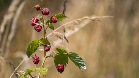 raspberry wallpaper