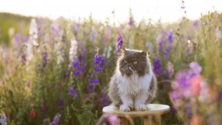 cat wallpaper