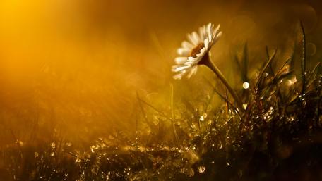 flower wallpaper