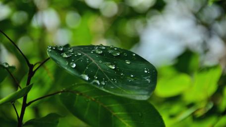 Dew wallpaper